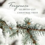 Thymes Frasier Fir Pine Needle Candle – Holiday Candles for Home Scented with Notes of Crisp Siberian Fir, Cedarwood & Sandalwood – Christmas Decor – Christmas Gifts for Women &...
